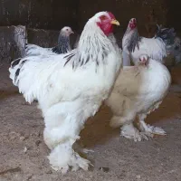 تخم های نطفه داروجوجه اصیل برهما