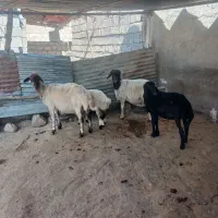 ۳ تا گوسفند داشتی
