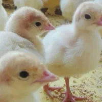 فروش جوجه یکروزه بوقلمون بیوتی۶