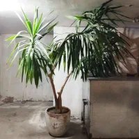 فروش گل طبیعی