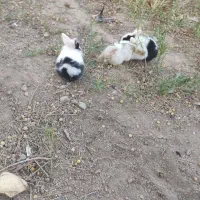 خرگوش