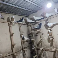 15تا شهری بهبهانی