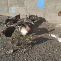 بوقلمون|حیوانات مزرعه|مشهد, نوید|دیوار