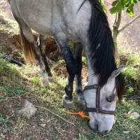 اسب|حیوانات مزرعه|فشم, |دیوار