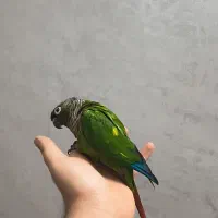 طوطی گرینچیک نر(فول دستی)