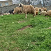 ورن .قوچ سنجابی