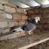 کبوتر رنگی|پرنده|آشخانه, |دیوار