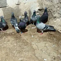 مسافتی