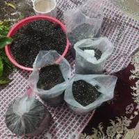 7عدد پلاستیک خاک برگ گل باهم|گل و گیاه طبیعی|رضوانشهر, |دیوار