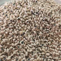 لوبیا|خوردنی و آشامیدنی|کوهنانی, |دیوار