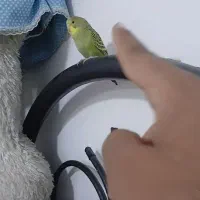 گمشده مرغ عشق