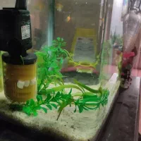 اکواریوم شیشه خم|ماهی|شیراز, کرونی(خاتونک)|دیوار