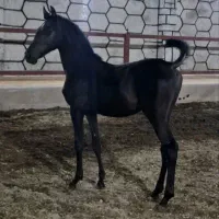 فروش اسب کرد خالص مشکی|اسب و تجهیزات اسب‌سواری|اصفهان, قهجاورستان|دیوار