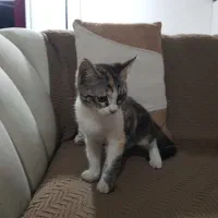 واگذاری یک گربه