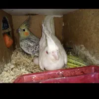 عروس هلندی جفت رو تخم