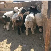 بره نر وماده