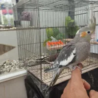 عروس هلندی سینامون|پرنده|زرین دشت (فارس), |دیوار