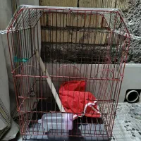 قفس عروس هلندی|لوازم جانبی حیوانات|مرودشت, استادیوم|دیوار