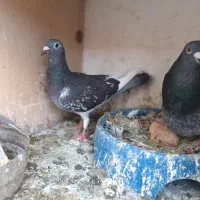 جوجه جان آردن|پرنده|مشهد, گاز|دیوار
