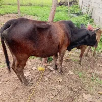 گاو با گوساله ماده