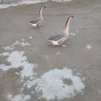 یک جفت قوغاز