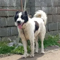 واگذاری یک عدد سگ قدرجونی،نر،۱ساله