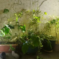 تعدادی گلدان