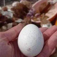 30عدد تخم خوراکی و نطفه دار بوقلمون بوربون