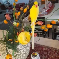 ملنگو طلایی نر فول رام سخنگو|پرنده|رشت, صفاری|دیوار
