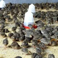 بلدرچین بالغ تخم گذار وتخم بلدرچین