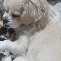 سگ گمشده|حیوانات|تهران, سبلان (لشگر)|دیوار