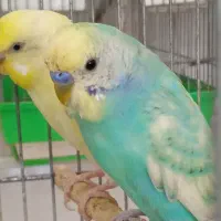 مرغ عشق اسپانگل ورمبو و