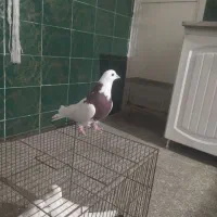 گوره کله ای|پرنده|بروجرد, |دیوار