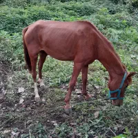 مادیان کرد شکم خالی