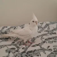 عروس هلندی ماده