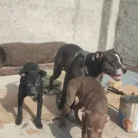 سگ پیتبول معاوضه