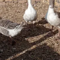 غازوقوغازنر2ساله سنگین3عدد