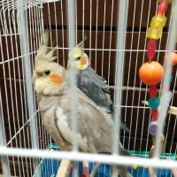 جفت عروس هلندی مولد سینامون و آهویی