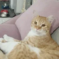 گمشده حیوانات