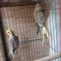 عروس هلندی. مولد|پرنده|شیراز, شهرک مطهری|دیوار
