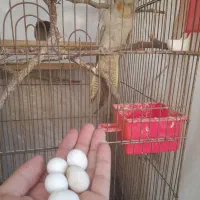 عروس هلندی ماده روی ۵ تخم|پرنده|یاسوج, |دیوار