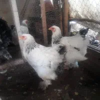 مرغ نژاد برهما