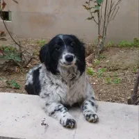 اشپیتز پامر