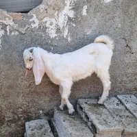 بز و بزغاله