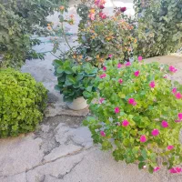 فروش گل|گل و گیاه طبیعی|قلقل رود, |دیوار