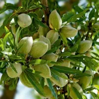 تولید و فروش نهال بادام مامایی|خدمات باغبانی و درختکاری|شاهین دژ, |دیوار