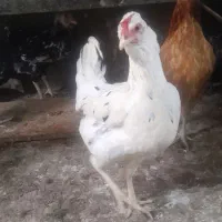 مرغ گلین جوان با جوجه گلین