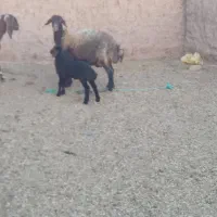 میش زایده