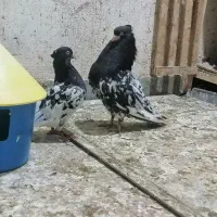 نرو ماده کله سیاه