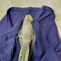 جوجه عروس هلندی جوجه ۱ ماهه